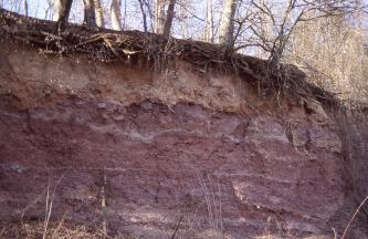 Lösslehmreiche Fließerde auf Tonstein der Rötton-Formation bei Werbach-Gamburg Blick auf eine rötlich graue Gesteinswand. Auf der Kuppe liegt gelblich braunes Erdreich auf, darüber das Wurzelwerk von Bäumen.
