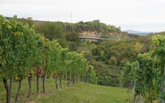 Von einem gewölbten, zum Hintergrund hin abfallenden Rebhang geht der Blick auf einen bewaldeten Gegenhang mit stark zugewachsenem Gesteinsaufschluss. Quer vor dem Gestein verläuft eine Straßenbrücke.