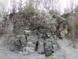 Teilansicht einer alten Steinbruchwand mit oben scherbigem, stark bewachsenem Gestein. Der untere Teil ist von kurzen teils senkrechten, teils schräg verlaufenden Klüften durchzogen.
