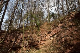 Blick auf einen stark zugewachsenen Gesteinsaufschluss in einem Wald. Das rötlich braune, teils fleckige Gestein liegt links waagrecht, rechts leicht schräg auf.