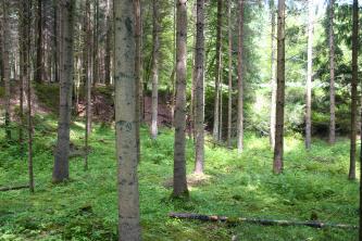 Das Bild zeigt einen Wald mit schlanken Nadelbäumen. Im Hintergrund ist der teilweise bewachsene Rand einer Grube erkennbar.