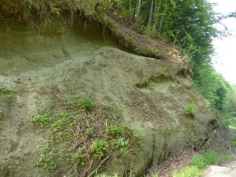 Gezeigt wird hier ein olivgrüner, zum Vordergrund hin gerundeter Molasse-Aufschluss an einem nach rechts abfallenden Waldhang. Im Aufschluss ist links oben eine nischenähnliche Vertiefung, die von überhängendem Waldboden teilweise bedeckt wird.