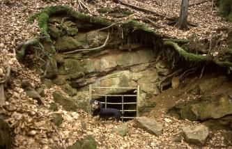 Unter einem leicht nach rechts geneigten, mit Laub bedeckten Waldhang befindet sich offenes Felsgestein. Das graue Gestein hat am unteren Ende, auf Höhe eines weiteren Hanges, eine vergitterte Öffnung. Vor dem Gitter ist ein Hund zu erkennen.