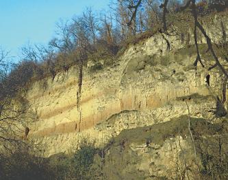 Hauptrogenstein-Formation (jmHR): Michaelsberg, Riegeler Brauerei/Emmendingen Das Bild zeigt eine steil aufragende, nach rechts ansteigende gelblich braune Erd- und Gesteinswand, die oben mit Bäumen und Büschen bewachsen ist. Drei rötlich braune Streifen sowie grünliche Ablagerungen rechts unten durchziehen die Wand.