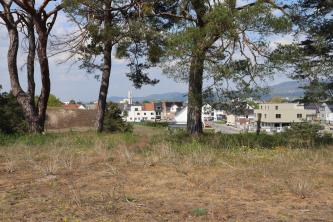 Blick auf eine höher gelegene Bodenfläche mit trockenen Gräsern. Dahinter stehen mehrere Bäume. Im Hintergrund links erhebt sich eine alte Abbauwand, rechts ist eine Ortschaft zu sehen.