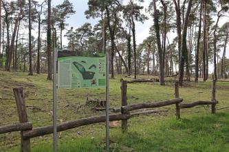 Blick auf eine leicht nach links ansteigende Grünfläche mit lichtem Baumbestand im Hintergrund. Vorne, links der Bildmitte, steht eine große Informationstafel zum Naturschutzgebiet Sandhausener Düne.