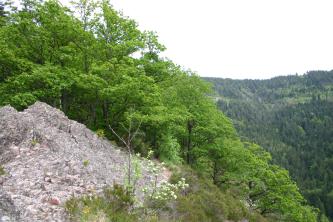 Blick auf einen steil nach rechts abfallenden Fels- und Waldhang. Links liegt ein graurosa Felsenhöcker frei. Rechts im Hintergrund erhebt sich ein weiterer bewaldeter Berghang.