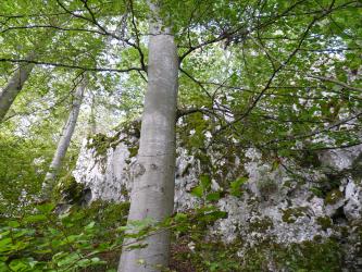 Der Hochwachtfelsen bei Burladingen Hinter schlanken Bäumen ragt hier eine lange, nach rechts leicht ansteigende Felswand auf. Im hellgrauen, teils bemoosten Gestein zeigen sich links und rechts mehrere kleine Öffnungen.