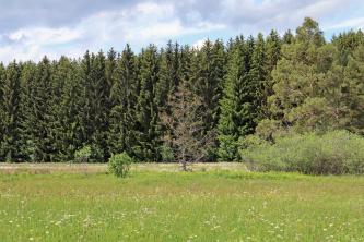 Blick auf eine braungrüne Feuchtwiese mit Wildblumen. Im Hintergrund begrenzt Nadelwald die Wiese.