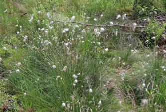 Nahaufnahme von Wollgras auf Moosboden. Das Gras steht in Büscheln zusammen und hat flaumige weiße Blüten.