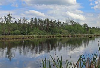 Blick auf eine größere Wasserfläche. Das hintere, sichtbare Ufer besteht aus Schilf und angrenzendem Wald. Rechts ist ein größerer Wasservogel erkennbar. Im Vordergrund ragen Schilfhalme ins Bild.