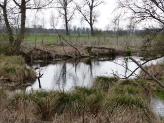 Quelltopf Grimmensee östlich von Langenau Das Bild zeigt ein längliches, schmales Gewässer, das aufgrund des blassen Himmels beinahe farblos ist. Die beidseitigen Ufer des Gewässers bestehen aus Schilfbüscheln und einzelnen, naturbelassenen Bäumen.