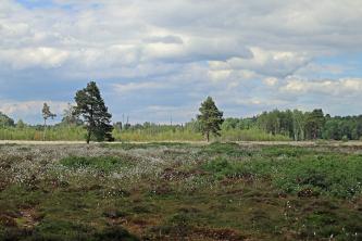 Blick auf eine flache Heidelandschaft mit blühenden Wollgräsern im Vordergrund. Im Hintergrund ist ausgedehnter Mischwald zu erkennen.