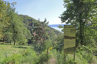 Station Landschaftsentstehung am Geologischen Lehrpfad Sipplingen Hinter Bäumen, Sträuchern sowie einer Infotafel rechts im Vordergrund verläuft links ein bewaldeter Wiesenhang. In der Bildmitte ist ein weit entfernter See erkennbar. Die Infotafel zeigt Ansichten von Sipplingen aus früherer Zeit.