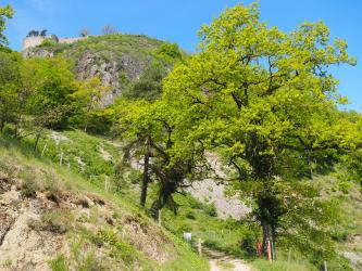 Aufwärts gerichteter Blick auf einen nach rechts abfallenden Steilhang mit Bäumen, Grasbewuchs und einer Schutthalde. Links oben ragt ein Felsenberg aus Vulkangestein aus den Bäumen heraus. Die Kuppe des Felsens trägt eine Burg.