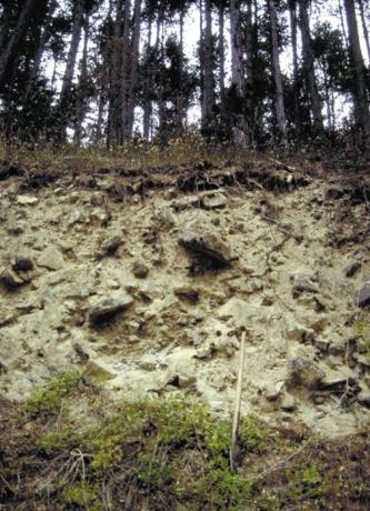 Das Foto zeigt eine steil aufragende Gesteinswand. Die bräunlich graue Oberfläche ist unregelmäßig und weist Vertiefungen, unten auch Bewuchs auf. Die Kuppe oben ist bewaldet.