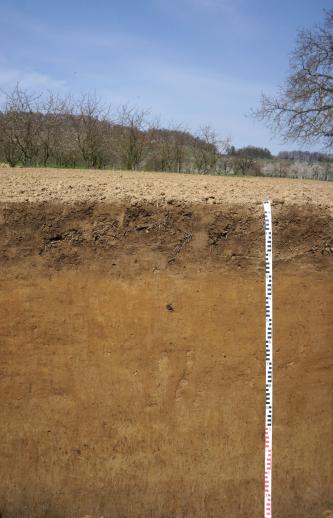 Tonige Schluffe wie z. B. Holozäne Abschwemmmassen schrumpfen und quellen bei Wassergehaltsänderung Das Foto zeigt ein Bodenprofil unter Acker. Das rötlich braune Profil ist 1,40 m tief. Die Ackerkrume ist ausgebleicht.