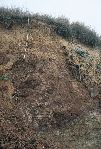 Lösslehm (ockerfarbene Schicht im oberen Bildabschnitt) und verwitterter Tonmergelstein der Grabfeld-Formation (rötlich- bis gräulichbrauner Bereich im unteren Bildabschnitt) neigen bei Wasseraufnahme bzw. -abgabe zu Volumenänderung Das Bild zeigt einen an der oberen Kante noch bewachsenen, sonst kahlen Hang von mehreren Metern Höhe. Farblich wechseln sich gelbbraune mit braunen und rechts unten auch grauen Tönen ab.
