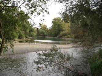 Man blickt durch Äste hindurch auf einen flachen, gewundenen Flusslauf. Links befindet sich eine Kiesbank, rechts säumen Bäume das Ufer.