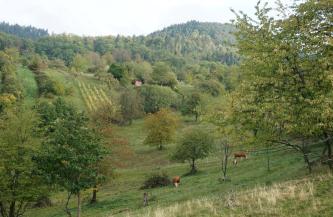Blick in ein grünes Tal mit steilen, nach rechts und zum Hintergrund hin ansteigenden Hängen. Zahlreiche Bäume sind darauf verteilt. Im Hintergrund erhebt sich ein bewaldeter Berg. Am Hang rechts weiden Kühe.