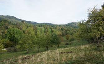 Blick in ein grünes Tal mit steilen, nach rechts und zum Hintergrund hin ansteigenden Hängen. Zahlreiche Bäume sind darauf verteilt. Im Hintergrund erheben sich bewaldete Berge. Am Hang rechts weiden Kühe.