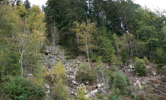 Das Foto zeigt einen steilen, zum Hintergrund hin aufsteigenden Waldhang. Zwischen Nadel- und Waldbäumen sind mehrere Lücken, die mit größeren Steinblöcken ausgefüllt sind.