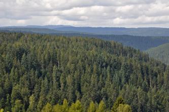 Weiter Blick über bewaldete, im Vordergrund nach rechts abfallende Bergrücken. Der Großteil der Waldflächen besteht aus Nadelbäumen.