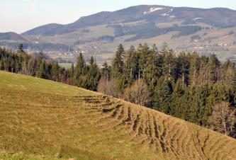 Blick über eine stark nach rechts abfallende, grünlich braune Bergwiese mit mehreren länglichen Auffaltungen. Dahinter zieht sich Wald. Zum Hintergrund hin steigt ein teils bewaldeter Bergrücken auf mit Schneespuren entlang der Kuppe.