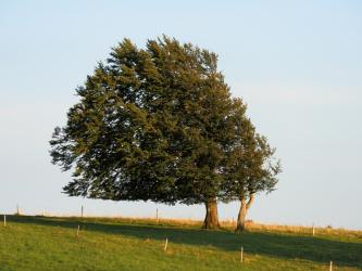 Das Bild zeigt zwei Laubbäume auf einer hochgelegenen, leicht nach rechts abfallenden Wiese. Die Belaubung der Bäume ist stark nach links verlagert.