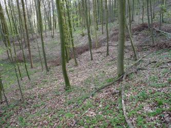 Rutschhang (ostexponiert) im Kochertal westlich von Braunsbach-Steinkirchen Das Bild zeigt einen nach links abfallenden, mit losem Laub und Ästen bedeckten Waldhang. Schlanke, ebenfalls nach links geneigte Bäume sind darauf verteilt.