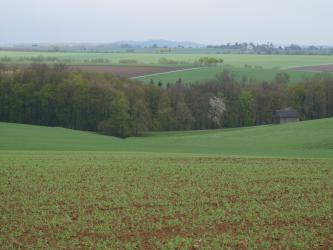 Unterhalb eines begrünten Ackers und einer angrenzenden Grünfläche zieht sich ein Waldstreifen von links nach rechts. Dahinter folgen weitere, auf- und absteigende Grünland- und Ackerflächen. Etwas erhöht liegt rechts noch eine Ortschaft.