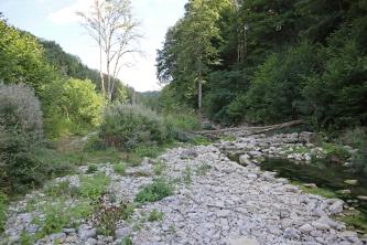 Blick auf eine Flussaue, mit stark verkiestem Uferbereich links. Rechts wird der Fluss von einem Waldhang begleitet. Links im Hintergrund stehen Büsche und Bäume.