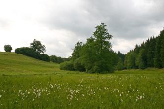 Blick auf eine grüne, teilweise blühende Wiese, an die sich im Mittel- und Hintergrund Bäume anschließen. Links geht die Wiese in einen ansteigenden grünen Hang über..