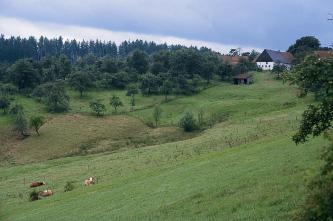 Blick auf einen oben bewaldeten Hang mit Weidefläche und Obstwiese. Einige Kühe grasen. Am rechten Bildrand befindet sich oberhalb des Hanges ein landwirtschaftlicher Betrieb.