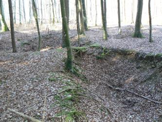 Gegenlichtaufnahme eines mit herbstlichem Laub bedeckten Waldbodens, auf dem neben schlanken Baumstämmen eine größere Vertiefung vorne rechts sowie eine weitere Grube hinten links erkennbar sind.