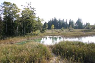 Gezeigt werden die dicht bewachsenen Ufer eines schmalen, nicht sehr tief scheinenden, verästelten Sees mit Baumbestand links sowie im Hintergrund.