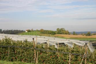 Blick auf eine mit Netzen gesicherte Apfelplantage. Im Hintergrund Hügelland mit weiteren Obstanbaufeldern.
