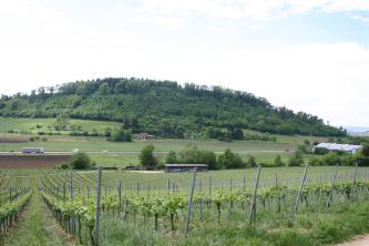 Im Vordergrund sind Reben zu sehen. Dahinter befindet sich eine Straße und ein langestreckter, bewaldeter Hügel.