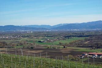 Blick von erhöhtem Standort über einen Weinberg auf flache dunkle Äcker sowie Wiesen mit Höfen und flachgestreckte Rebterrassen. Links, vor einem bewaldeten Berg, breitet sich eine Siedlung aus. Im Hintergrund erheben sich blau gefärbte Berge.