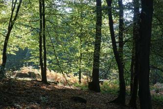 Blick in einen zum Vordergrund hin schattigen Laubwald. Im Hintergrund fällt Sonnenlicht ein. Ganz links liegen zwei größere Felsblöcke auf dem Waldboden.