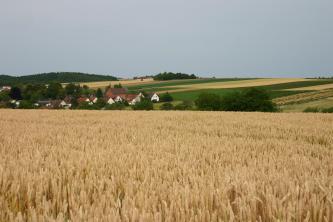 Blick über ausgedehnte Getreidefelder auf einen im Hintergrund angrenzenden, nach rechts ansteigenden Hang mit Grün- und Ackerflächen. Links versteckt sich eine tiefer liegende Siedlung hinter Bäumen. 