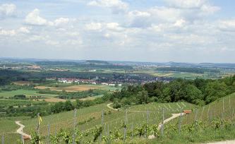 Von erhöhtem Standort blickt man über steile, von Wegen durchzogene Rebhänge auf eine weite, flache Landschaft mit Feldern, Wald und Siedlungen. In der Hintergrundmitte erhebt sich ein bewaldeter Berg aus dem flachen Gelände. 