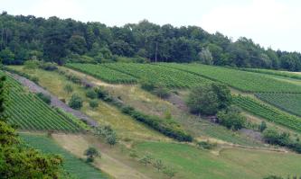 Südexponierter Weinbergshang im Oberen und Mittleren Muschelkalk im Brehmbachtal bei Königheim-Gissigheim Blick auf einen nach links ansteigenden Hang mit einem Mosaik aus Rebstöcken, drei Steinriegeln und Streifen von aufgelassenen Flächen. Die Kuppe des Hanges ist bewaldet.