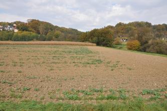 Das Bild zeigt links einen hellbraunen, nur mit wenigen Grünpflanzen bedeckten Acker. Am rechten Rand dieses Ackers ist ein mit Gehölz bewachsener Graben erkennbar. Im Hintergrund, von links nach rechts, zieht sich Wald.