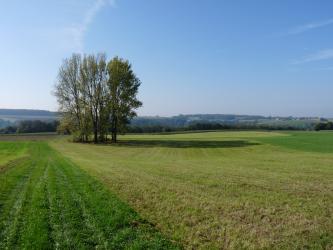 Das Bild zeigt eine kleine, in einer Vertiefung stehende Baumgruppe inmitten einer Grünlandschaft. Im Hintergrund ziehen sich Waldstreifen sowie flache, bewaldete Anhöhen von links nach rechts.