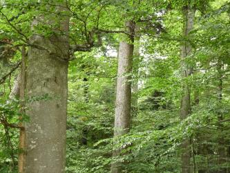 Teilansicht von schlanken hohen Bäumen in einem dicht stehenden Wald. Der am nächsten stehende Baum - links am Bildrand - hat eine graue, leicht fleckige Rinde.