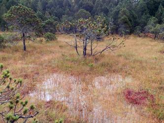 Das Bild zeigt eine vor Wald liegende, gelblich braune Schilf- und Grasfläche. Im Vordergrund steht Wasser. Im Mittelgrund ragen einzelne Bäume aus dem feuchten Boden.