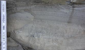 Nahaufnahme eines dunkelgrauen Gesteins mit glatter Oberfläche. Es ist eine leichte, subhorizontale Schichtung zu erkennen. Am linken Bildrand befindet sich ein Maßstab, der Bildausschnitt ist etwa 14 cm hoch.