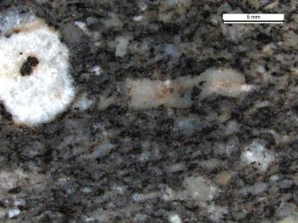 Mikroskopaufnahme einer schwarzgrauen bis grauen, geflaserten bis gepunkteten Gesteinsoberfläche. Links oben im Bild ein weißgraues rechteckiges Mineral mit einem schwarzen Einschluss.