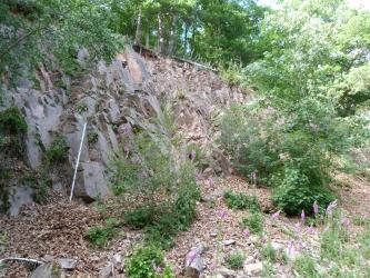 Mit Sträuchern bewachsener kleiner Aufschluss eines rosagrauen Granits. Das Gestein zeigt engständige Klüfte. Oberhalb des Steinbruchs befindet sich ein Wald.